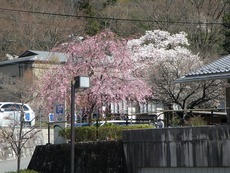 桜がみごろ