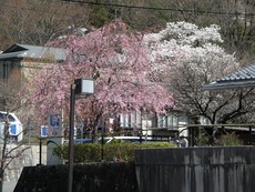 桜に花桃