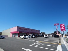 コスモス